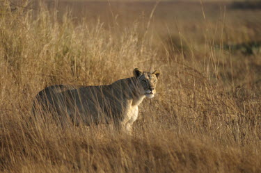 Lioness in tall grass Africa,Busanga Plains,Kafue,lion,cat,cats,feline,felidae,predator,carnivore,big cat,big cats,lions,apex,vertebrate,mammal,mammals,terrestrial,African,savanna,savannah,Lioness,National Park,Zambia,Lion