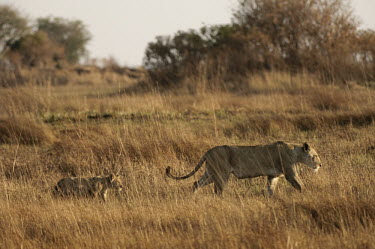 Lioness and cub Africa,Busanga Plains,Kafue,lion,cat,cats,feline,felidae,predator,carnivore,big cat,big cats,lions,apex,vertebrate,mammal,mammals,terrestrial,African,savanna,savannah,Lioness,National Park,Zambia,cub,