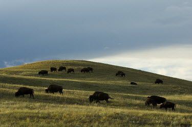 A herd of American bison grazing, South Dakota Bison,Nature Reserve,South Dakota,bison,herbivores,herbivore,vertebrate,mammal,mammals,terrestrial,cattle,ungulate,bovine,American bison,Bison bison,Mammalia,Mammals,Bovidae,Bison, Cattle, Sheep, Goat