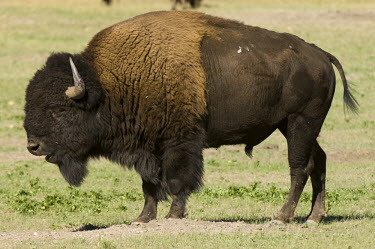 American bison, South Dakota Bison,Nature Reserve,South Dakota,bison,herbivores,herbivore,vertebrate,mammal,mammals,terrestrial,cattle,ungulate,bovine,American bison,Bison bison,Mammalia,Mammals,Bovidae,Bison, Cattle, Sheep, Goat