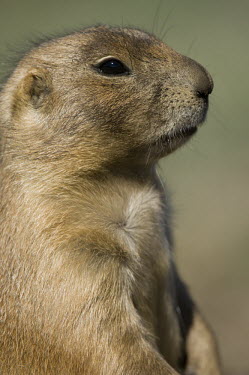 Prairie dog in South Dakota Nature Reserve,Prairie Dog,South Dakota,State Park,ground squirrel,rodent,Animalia,Chordata,Mammalia,Rodentia,Sciuridae,Cynomys