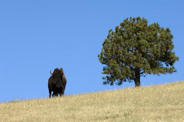 American bison, South Dakota Bison,Nature Reserve,South Dakota,bison,herbivores,herbivore,vertebrate,mammal,mammals,terrestrial,cattle,ungulate,bovine,American bison,Bison bison,Mammalia,Mammals,Bovidae,Bison, Cattle, Sheep, Goat