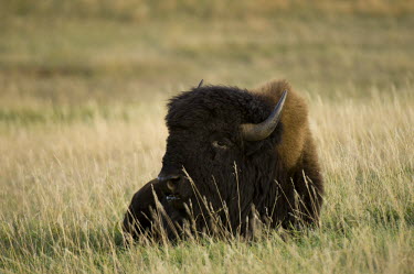 American bison resting in a field, South Dakota Bison,Nature Reserve,South Dakota,bison,herbivores,herbivore,vertebrate,mammal,mammals,terrestrial,cattle,ungulate,bovine,American bison,Bison bison,Mammalia,Mammals,Bovidae,Bison, Cattle, Sheep, Goat