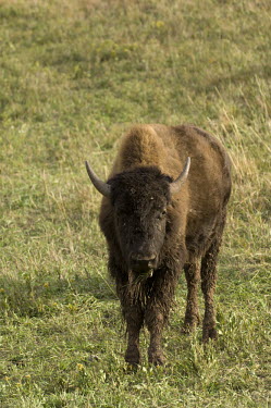 Portrait of an American bison Bison,Nature Reserve,South Dakota,bison,herbivores,herbivore,vertebrate,mammal,mammals,terrestrial,cattle,ungulate,bovine,American bison,Bison bison,Mammalia,Mammals,Bovidae,Bison, Cattle, Sheep, Goat