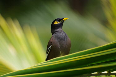 A common myna on a palm frond bird,birds,myna,shallow focus,close up,green background,yellow,green,tropical,jungle,palm,Common myna,Acridotheres tristis,Chordates,Chordata,Perching Birds,Passeriformes,Sturnidae,Starlings,Aves,Bird