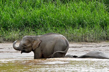 Bornean elephant in a river Borneo elephant,Borneo pygmy elephant,Elephas maximus borneensis,Animalia,Chordata,Mammalia,Proboscidea,Elephantidae,Elephas maximus,jungle,Borneo,river,Chordates,Elephants,Elephants, Mammoths, Mastod