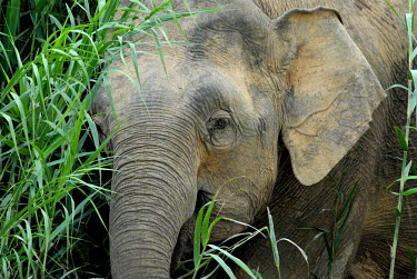 Close up of a Borneo elephant eating grass Borneo elephant,Borneo pygmy elephant,Elephas maximus borneensis,Animalia,Chordata,Mammalia,Proboscidea,Elephantidae,Elephas maximus,jungle,Borneo,portrait,close up,juvenile,trunk,Chordates,Elephants,