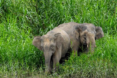 Bornean elephants in tall grass Borneo elephant,Borneo pygmy elephant,Elephas maximus borneensis,Animalia,Chordata,Mammalia,Proboscidea,Elephantidae,Elephas maximus,jungle,Borneo,grass,tall grass,Chordates,Elephants,Elephants, Mammo