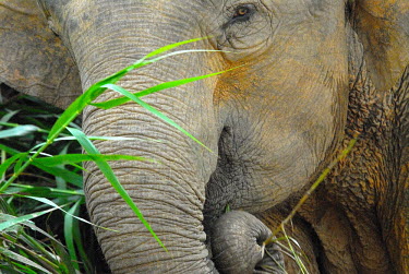 Close up of a Borneo elephant Borneo elephant,Borneo pygmy elephant,Elephas maximus borneensis,Animalia,Chordata,Mammalia,Proboscidea,Elephantidae,Elephas maximus,jungle,Borneo,portrait,close up,juvenile,trunk,Chordates,Elephants,