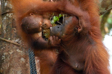Female Bornean orangutan and young at a sanctuary Borneo,Bornean,Bornean orangutan,Borneo orangutan,orangutan,ape,great ape,apes,great apes,primate,primates,jungle,jungles,forest,forests,rainforest,hominidae,hominids,hominid,Asia,fur,hair,orange,ging