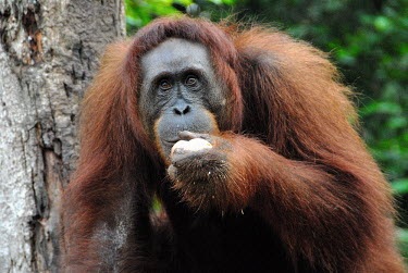Female Bornean orangutan Borneo,Bornean,Bornean orangutan,Borneo orangutan,orangutan,ape,great ape,apes,great apes,primate,primates,jungle,jungles,forest,forests,rainforest,hominidae,hominids,hominid,Asia,fur,hair,orange,ging