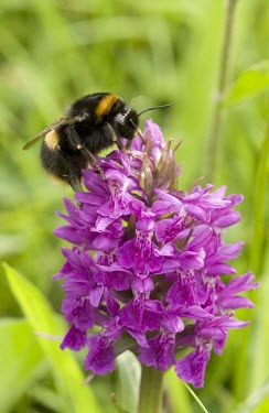 Buff-tailed bumblebee buff-tailed bumble bee,bombus terrestris,macro,portrait,bee,buff,tailed,bumble,buzz,summer,flower,pink,purple,stripes,honey,nectar,nature,orchid,spring,pollen,pollinating,close up,pollinator,Buff-tail