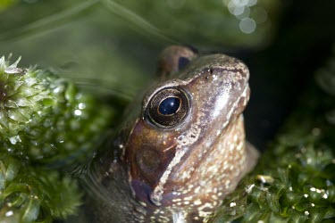 Common frog in garden pond frog,common,rana,temporaria,pond,river,stream,amphibian,webbed feet,eyes,eye,weed,garden,habitat,wet,slimy,macro,close up,shallow focus,Common frog,Rana temporaria,Anura,Frogs and Toads,Amphibians,Amp