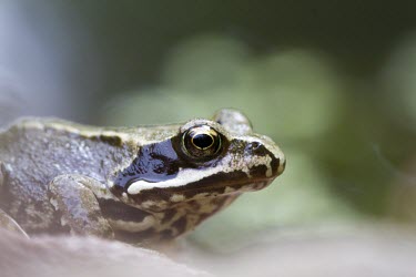 Common frog, at the edge of a garden pond frog,common,rana,temporaria,pond,river,stream,amphibian,webbed feet,eyes,eye,weed,garden,habitat,wet,slimy,macro,close up,shallow focus,Common frog,Rana temporaria,Anura,Frogs and Toads,Amphibians,Amp
