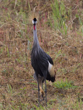 Grey crowned-crane and chick Wetland,mire,muskeg,peatland,bog,Terrestrial,ground,environment,ecosystem,Habitat,wading,wader,long legs,long legged,wetland,bill,flock,cranes,crane,chick,chicks,young,fledgling,family,Grey crowned-cr