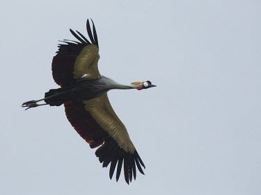Grey crowned-crane in flight Wetland,mire,muskeg,peatland,bog,Terrestrial,ground,environment,ecosystem,Habitat,wading,wader,long legs,long legged,wetland,bill,flying,flight,in-flight,action,motion,wings,wingspan,crane,Grey crowne