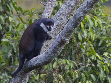 L��Hoest��s monkey in tree canopy Arboreal,treelife,lives in tree,tree life,tree dweller,monkey,monkeys,primate,primates,arboreal,mammal,mammals,vertebrate,vertebrates,canopy,jungle,forest,L��Hoest��s monkey,Cercopithecus lhoesti,Old