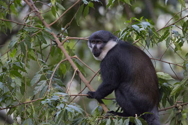 L�Hoest�s monkey in tree canopy monkey,monkeys,primate,primates,arboreal,mammal,mammals,vertebrate,vertebrates,canopy,jungle,forest,L�Hoest�s monkey,Cercopithecus lhoesti,Old World Monkeys,Cercopithecidae,Primates,Chordates,Chordata