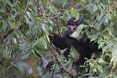 L��Hoest��s monkey foraging for fruit in a tree Arboreal,treelife,lives in tree,tree life,tree dweller,monkey,monkeys,primate,primates,arboreal,mammal,mammals,vertebrate,vertebrates,canopy,jungle,forest,L��Hoest��s monkey,Cercopithecus lhoesti,Old