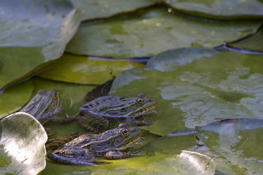 Ramsey Canyon leopard frogs on a lily pad Lake,lakes,Green,fresh water,Freshwater,environment,ecosystem,Habitat,colours,color,colors,Colour,Green background,Underwater,Aquatic,water,water body,coloration,Colouration,gardens,Garden,frog,frogs,