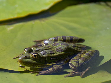 Ramsey Canyon leopard frog on a lily pad coloration,Colouration,Lake,lakes,Green background,Aquatic,water,water body,Green,colours,color,colors,Colour,fresh water,Freshwater,Underwater,environment,ecosystem,Habitat,gardens,Garden,frog,frogs,