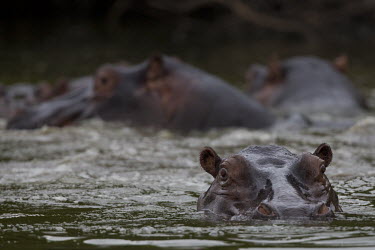 A crash of hippopotamus environment,ecosystem,Habitat,fresh water,Freshwater,Aquatic,water,water body,hippo,hippos,herbivores,herbivore,vertebrate,mammal,mammals,terrestrial,Africa,African,savanna,savannah,safari,semi-aquati