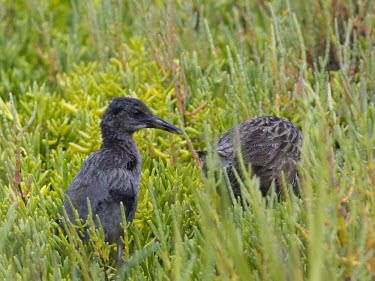 Light-footed rail chick following parent Wetland,mire,muskeg,peatland,bog,Terrestrial,ground,environment,ecosystem,Habitat,Animalia,Chordata,Aves,Gruiformes,Rallidae,Rallus obsoletus levipes,bird,birds,chick,young,shallow focus,Light-footed