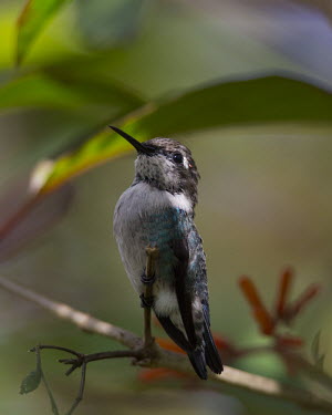 Bee hummingbird hummingbird,hummingbirds,tropical,bird,birds,perched,shallow focus,close up,Bee hummingbird,Mellisuga helenae,Aves,Birds,Chordates,Chordata,Hummingbirds,Trochilidae,Apodiformes,Swifts and Hummingbirds