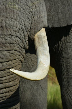African elephant tusk Tusks,tusk,Close up,African elephant,Loxodonta africana,Elephants,Elephantidae,Chordates,Chordata,Elephants, Mammoths, Mastodons,Proboscidea,Mammalia,Mammals,savanna elephant,Loxodonta africana africa