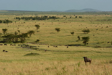 Herd of blue wildebeest across the African savannah Blue wildebeest,Connochaetes taurinus,Mammalia,Mammals,Even-toed Ungulates,Artiodactyla,Bovidae,Bison, Cattle, Sheep, Goats, Antelopes,Chordates,Chordata,common wildebeest and brindled gnu,Animalia,Ce