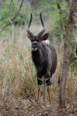 A male nyala, Africa Mouth,mouthpart,mouths,mouthparts,Bill,bills,face,yellow,colours,color,colors,Colour,coloration,Colouration,Nyala,Animalia,Chordata,Mammalia,Cetartiodactyla,Bovidae,Tragelaphus angasii,Chordates,Bison