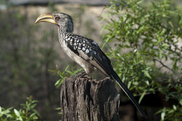 Southern yellow-billed hornbill on a tree stump, Africa face,yellow,colours,color,colors,Colour,Bill,bills,Mouth,mouthpart,mouths,mouthparts,coloration,Colouration,Southern yellow-billed hornbill,Tockus leucomelas,Bucerotidae,Hornbills,Aves,Birds,Coraciifo