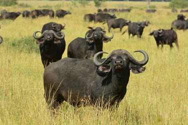 Herd of buffalo herds,gamming,Herd,herding,assemble,African buffalo,Syncerus caffer,Even-toed Ungulates,Artiodactyla,Chordates,Chordata,Bovidae,Bison, Cattle, Sheep, Goats, Antelopes,Mammalia,Mammals,forest buffalo,c