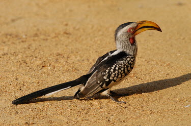 Southern yellow-billed hornbill on the ground, Africa Mouth,mouthpart,mouths,mouthparts,coloration,Colouration,yellow,colours,color,colors,Colour,Bill,bills,face,Southern yellow-billed hornbill,Tockus leucomelas,Bucerotidae,Hornbills,Aves,Birds,Coraciifo