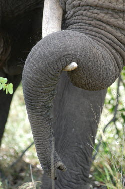 Elephant's trunk draped over its tusks, Africa African elephant,Loxodonta africana,Elephants,Elephantidae,Chordates,Chordata,Elephants, Mammoths, Mastodons,Proboscidea,Mammalia,Mammals,savanna elephant,Loxodonta africana africana,�l�phant d'Afriqu