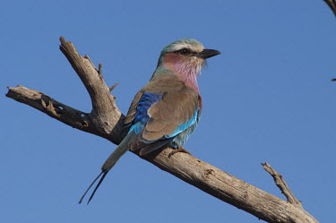 Lilac-breasted roller, Africa Lilac-breasted roller,Coracias caudata,Chordates,Chordata,Aves,Birds,Coraciiformes,Rollers Kingfishers and Allies,Coraciidae,IUCN Red List,Animalia,Flying,Least Concern,Carnivorous,Savannah,Coracias,A
