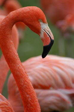 Brightly coloured Caribbean flamingos colours,color,colors,Colour,Plumage,plumes,plume,coloration,Colouration,feathers,Feather,blur,selective focus,blurry,depth of field,Shallow focus,blurred,soft focus,pink,Caribbean flamingo,Phoenicopte