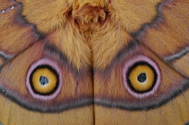 Close up of the false eyes of a moth coloration,Colouration,colours,color,colors,Colour,yellow,Symmetry,symmertrical,pink,patterns,patterned,Pattern,Animalia,Arthropoda,Insecta,Lepidoptera,insect,insects,invertebrate,invertebrates,moth,m