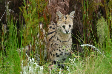 Serval hunting in the grass, Africa spotty,spot,Spots,spotted,hidden,crypsis,Camouflage,camo,disguise,disguised,camouflaged,patterns,patterned,Pattern,coloration,Colouration,Serval,Leptailurus serval,Felidae,Cats,Mammalia,Mammals,Carniv
