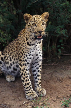 Leopard, Africa patterns,patterned,Pattern,coloration,Colouration,spotty,spot,Spots,spotted,blur,selective focus,blurry,depth of field,Shallow focus,blurred,soft focus,Close up,Portrait,face picture,face shot,Leopard