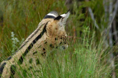 Serval hunting in the grass, Africa coloration,Colouration,spotty,spot,Spots,spotted,predation,hunt,hunter,stalking,Hunting,stalker,hungry,stalk,hunger,patterns,patterned,Pattern,Green background,hidden,crypsis,Camouflage,camo,disguise,