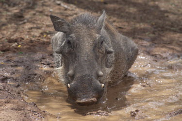 Common warthog bathing in mud, Africa Tusks,tusk,Common warthog,Phacochoerus africanus,Mammalia,Mammals,Chordates,Chordata,Suidae,Hogs and Pigs,Even-toed Ungulates,Artiodactyla,Eritrean warthog,warthog,Phacochère Commun,Phacochoerus,Leas