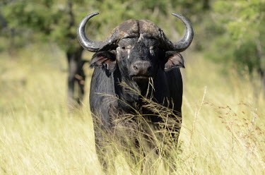 African buffalo savannahs,savana,savannas,shrubland,savannah,Savanna,Grassland,arid,drought,waterless,no water,dried up,barren,baked,Dry,parched,moistureless,Terrestrial,ground,Horn,horns,environment,ecosystem,Habita