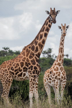 South African giraffe, Africa coloration,Colouration,environment,ecosystem,Habitat,patterns,patterned,Pattern,Terrestrial,ground,savannahs,savana,savannas,shrubland,savannah,Savanna,reticulated,Grassland,Giraffa camelopardalis�gir