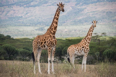 South African giraffe, Africa Giraffa camelopardalisÂ�giraffa,subspecies,South African giraffe,Giraffe,Giraffa camelopardalis,Even-toed Ungulates,Artiodactyla,Chordates,Chordata,Mammalia,Mammals,Giraffidae,Giraffes,Terrestrial,Af