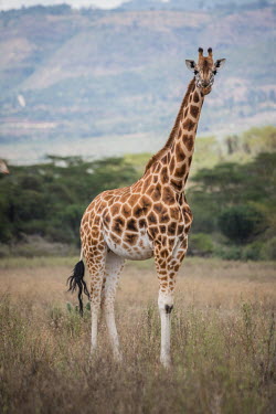 South African giraffe, Africa patterns,patterned,Pattern,reticulated,coloration,Colouration,Terrestrial,ground,savannahs,savana,savannas,shrubland,savannah,Savanna,environment,ecosystem,Habitat,Grassland,Giraffa camelopardalis�gir
