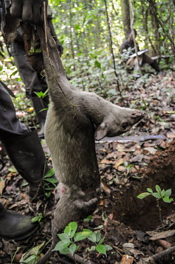 Anti-poaching team find a dik-dik caught in a poachers snare, Uganda Terrestrial,ground,Human impact,human influence,anthropogenic,Stage,environment,ecosystem,Habitat,tropical,Tropical rainforest,tropics,tropic,jungles,jungle,hunting,Hunting impact,forests,Forest,Dead,