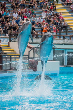 Dolphins held captive to perform tricks for human entertainment, Delphinarium Parc Asterix, France Trafficking,wildlife trafficking,animal trafficking,animal traffic,black market,wildlife traffic,pet,zoo,captured,held,Captive,zoological,Tourism,Human impact,human influence,anthropogenic,Bottlenose
