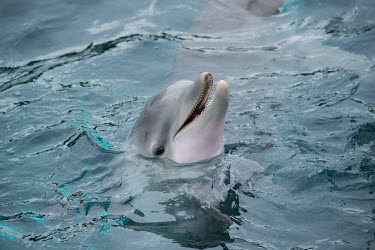 Dolphins held captive for human entertainment in a French aquarium, Nantes Bottlenose dolphin,Tursiops truncatus,Mammalia,Mammals,Oceanic Dolphins,Delphinidae,Cetacea,Whales, Dolphins, and Porpoises,Chordates,Chordata,bottle-nosed dolphin,Common bottlenose dolphin,bottlenose