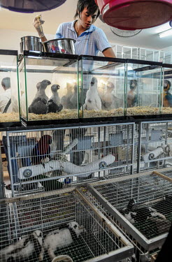African grey parrot kept in unhealthy conditions at Chatuchak market, Thailand macaw,African grey parrot,parrot,parrots,cockatoo,market,cruelty,Blue-and-yellow macaw,Psittacus erithacus,Parrots,Psittaciformes,Parakeets, Macaws, Parrots,Psittacidae,Chordates,Chordata,Aves,Birds,A
